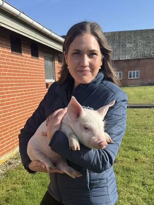 Oplev hvordan en moderne landmand producerer smågrise